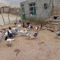 بوقلمون ۲۰ عدد|حیوانات مزرعه|کاکاوند, |دیوار