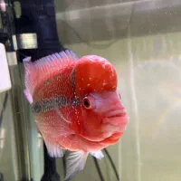 ماهی فلاور|ماهی|پاکدشت, پاکدشت (مامازند)|دیوار