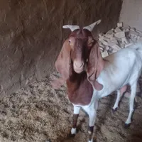 بز پاکستانی با یک راس بزمحلی وکره نربافق|حیوانات مزرعه|بافق, |دیوار