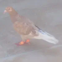 کفتر زرد  دمسفید کله سرخ طوقی هفرنگ