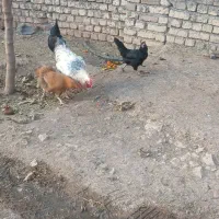 مرغ و خروس ارزان