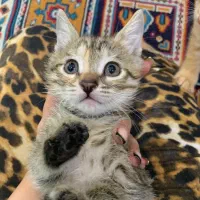 بچه گربه رشت DSH|گربه|رشت, دیانتی|دیوار
