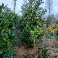 گل وگیاه|حراج|تنکابن, |دیوار