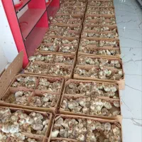 جوجه یک روزه محلی ورنگی|حیوانات مزرعه|قم, علی آباد سعدگان|دیوار