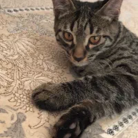 واگذاری گربه ۹ماهه