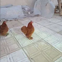 مرغ کوشین و محلی