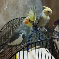 عروس هلندی نر و ماده|پرنده|قدس, شهرک فرزان|دیوار