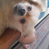 گم شدن سگ|سگ|شیراز, آبیاری|دیوار