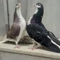 دمگیر زره مخملی و سرخ نر