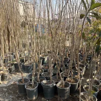 نهال ۳ ساله گلدانی زود بارده اصلاح شده