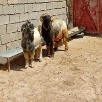 نرمیش و تیشتر نر ترکی گله داری