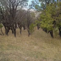 باغ بادام .و زمین برای باغ