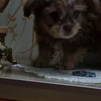 سگ شیتزو|سگ|اراک, |دیوار