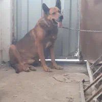 سگ ژرمن|سگ|اردبیل, |دیوار