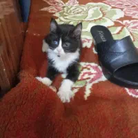 بچه گربه چهارماهه
