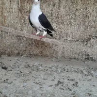 کفتر|پرنده|قم, آزادگان|دیوار