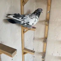 کبوتر|پرنده|مشهد, کوشش|دیوار