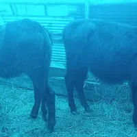 دولیشه‌به‌فروش‌میرسد