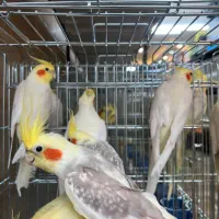 فروش طوطی عروس عمده و تک