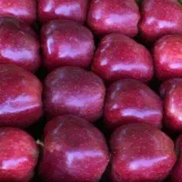 صادرات سیب و کیوی