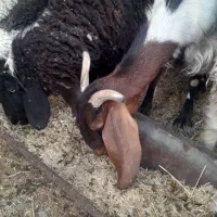گوسفند