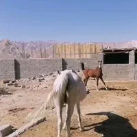 کره مادیان ترکی یک سال نیم