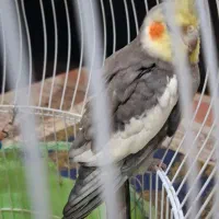 عروس هلندی نر سخن گو|پرنده|تالش, هشتپر|دیوار