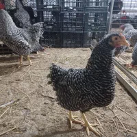 فروش جوجه یک روزه تا دوماهه نژاد مرغ آمروک|حیوانات مزرعه|گرگان, |دیوار