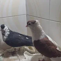 عروس آرام|پرنده|زابل, |دیوار