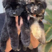 ژرمن شولاین