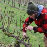 هرس اصولی و تخصصی  کوددهی و سمپاشی