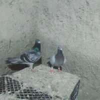 کبوتر نروماده