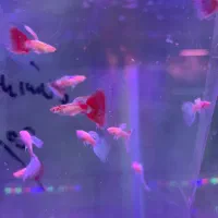 انواع ماهی آکواریومی گوپی وارداتی کمیاب|ماهی|شیراز, جانبازان|دیوار