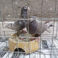 کبوتر دورگ ورنگی