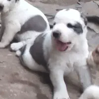 آلابای بااصالت نگهبان.. گله ای و..فی فقط سه