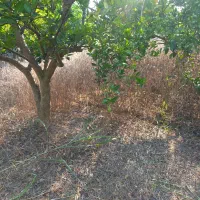 فروش ۵۰۰ متر باغ تامسون چهار دیواری با موقعیت