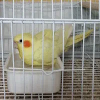 عروس هلندی، پرنده، طوطی