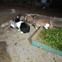 خرگوش|موش و خرگوش|شوشتر, |دیوار