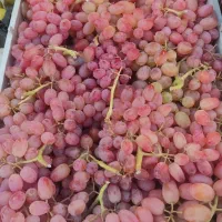 شریک میوه فروشی