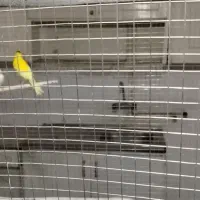 قناری|پرنده|اسفراین, |دیوار