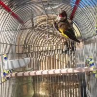 سهره دورگ سرسیاه