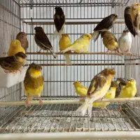 قناری تعداد و تک فروشی