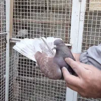 حتمن نگاه کن عاشقا