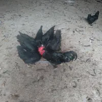 تخم مرغ سیاه * خروس سیاه جهت قربانی*