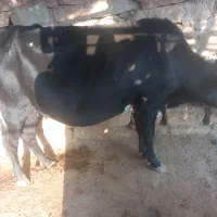 گاو دورگ ۵ ماه ابسته|حیوانات مزرعه|اندیکا, |دیوار