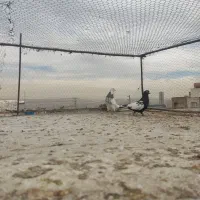 کفتر یا کبوتر