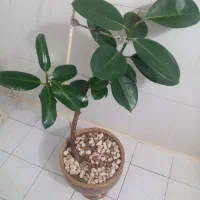 گل وگیاه|گل و گیاه طبیعی|فولادشهر, B8|دیوار