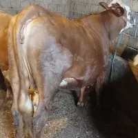 گاو نوین سیمینتال