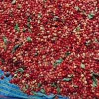 فروش زغال اخته درمانی