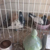 کله دم سیاه|پرنده|فرخشهر, |دیوار